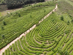 福建松溪瑞茗茶業(yè)有限公司